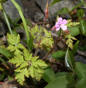 Geranium robertianum (herb Robert, robert geranium, red robin, herb-Robert)
