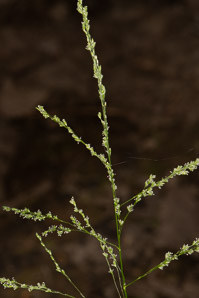Glyceria striata (fowl manna grass)
