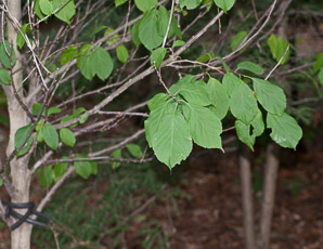 Halesia tetraptera (Carolina silverbell)