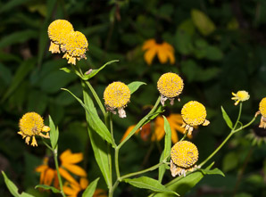 Helenium autumnale (common sneezeweed)