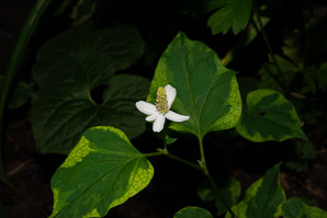 Houttuynia cordata (chameleon plant)