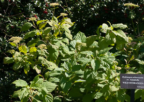 Hydrangea arborescens (wild hydrangea)