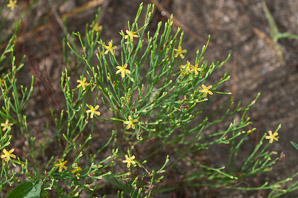 Hypericum gentianoides (pineweed, orange grass)