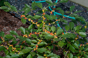 Ilex verticillata (winterberry ‘Red Sprite’, winterberry, American winterberry)