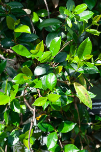 Jasminum sambac (Arabian jasmine vine)