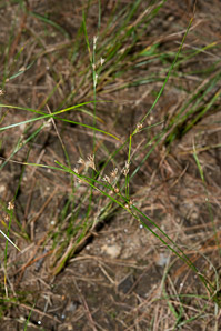 Juncus tenuis (path rush, slender rush, field rush, poverty rush, wiregrass)