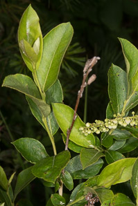Kalmia angustifolia (sheep laurel)