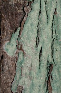 Lecanora thysanophora (mapledust lichen)