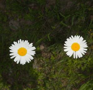 Leucanthemum vulgare (oxeye daisy, ox-eye daisy)