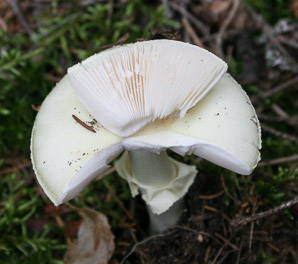 Leucoagaricus naucinus (white dapperling, smooth parasol)