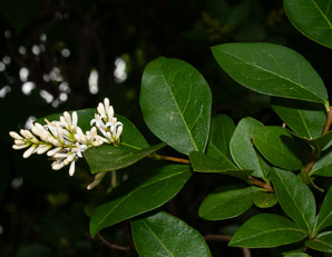 Ligustrum vulgare (privet, common privet)