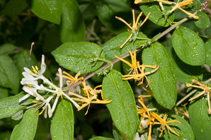 Lonicera japonica (Japanese honeysuckle, golden-and-silver honeysuckle)