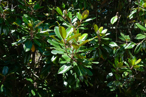 Magnolia grandiflora (southern magnolia, bull bay)