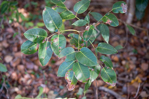 Metopium toxiferum (poisonwood, Florida poisontree, hog gum)