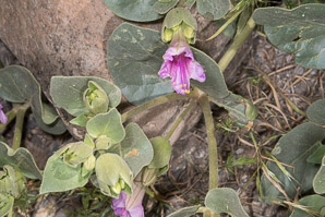 Mirabilis multiflora (Colorado four o’clock, showy four o’clock)
