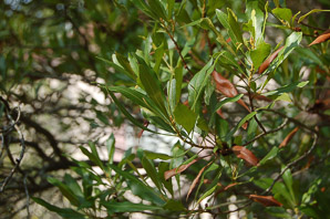 Morella cerifera (wax myrtle, southern bayberry, southern wax myrtle, candleberry, bayberry tree, tallow shrub, bayberry)