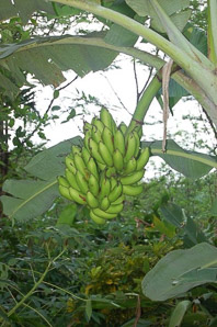 Musa sp. (banana tree, banana)