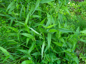 Panicum L. (panicgrass)