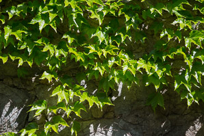 Parthenocissus tricuspidata (Boston ivy, grape ivy, Japanese creeper, Japanese ivy)