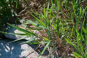 Phalaris caroliniana (reed canarygrass)