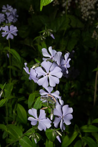 Phlox divaricata (wild blue phlox, Louisiana phlox, blue woodland phlox, sweet William, wild sweet William, blue woodla)