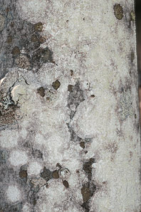 Phlyctis argena (whitewash lichen, blemished lichen)