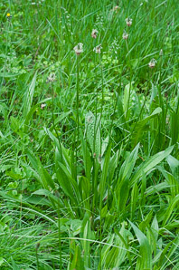 Plantago lanceolata (English plantain, ribwort plantain)