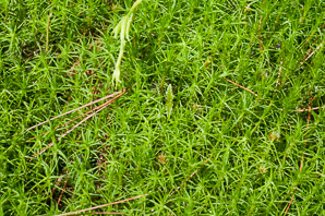 Polytrichum commune (common haircap moss, haircap moss)