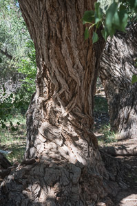 Populus fremontii (Fremont cottonwood)