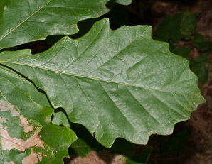 Quercus michauxii (chestnut oak)