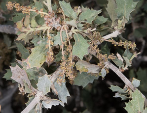 Quercus turbinella (turbinella oak)