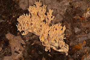 Ramaria formosa (salmon coral, beautiful clavaria, handsome clavaria, yellow-tipped coral fungus, pink coral fungus)