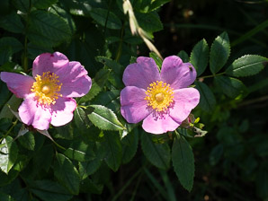 Rosa carolina (pasture rose, wild rose, Carolina rose, low rose)