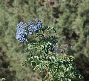 Sambucus nigra (blue elderberry)