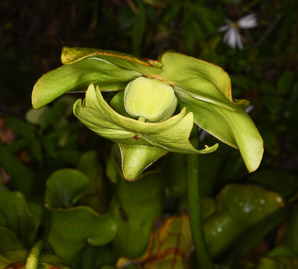 Sarracenia purpurea (purple pitcher plant, American pitcher plant, northern pitcher plant)