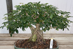 Schefflera arboricola (umbrella tree)