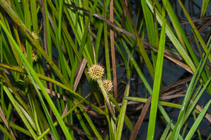 Sparganium americanum (bur reed)