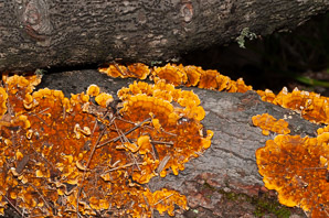 Stereum complicatum (orange crust fungus)