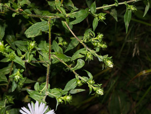 Symphyotrichum puniceum (purple-stemmed aster, red-stem aster, swamp aster)