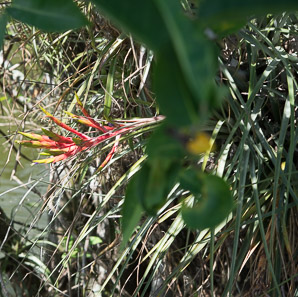 Tillandsia fasciculata (giant airplant, cardinal airplant)