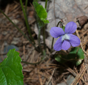 Viola sororia (common blue violet, woolly blue violet, common wood violet, broad-leaved wood violet)