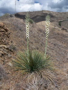 Yucca L.