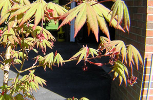 Acer pseudosieboldianum (Korean maple)