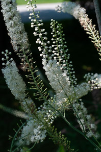 Actaea racemosa (black bugbane)
