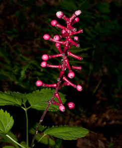 Actaea rubra (red baneberry)