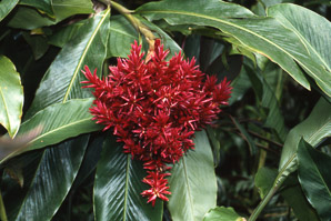 Alpinia purpurata (red ginger, jungle queen, jungle king, opuhi uteute, gengibre rojo, Tahitian ginger, ostrich plume, jungle)