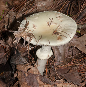 Amanita phalloides (death cap)