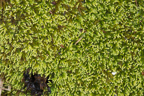 Bryoandersonia illecebra (spoon-leaved moss)