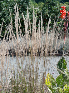 Calamagrostis × (feather reed grass)