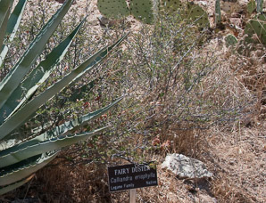 Calliandra eriophylla (fairy duster, pink fairy duster, mock mesquite, mesquitilla, fairyduster)